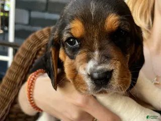 Basset Hound dogs Basset Hound 4-blue collar - Ad 39