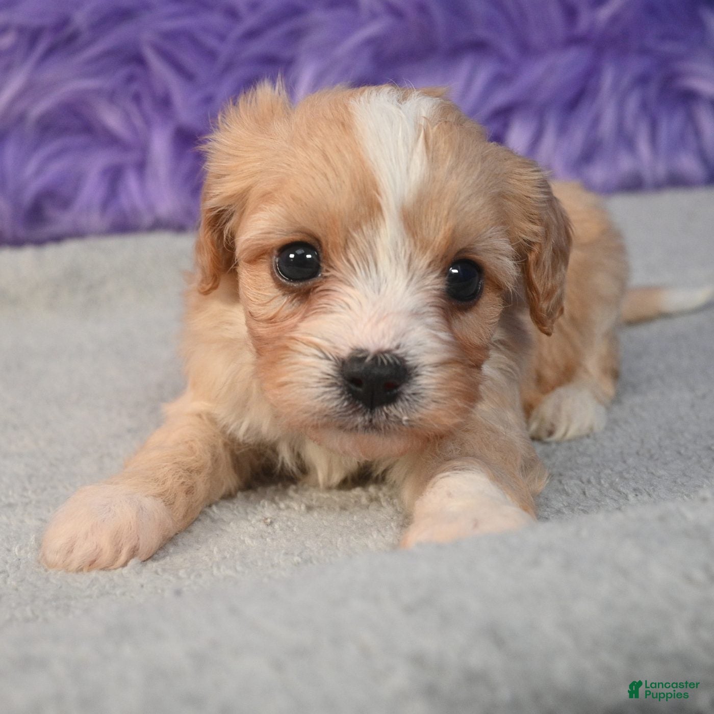 Cavapoo dogs for sale: Cavapoo 2 - Ad 1