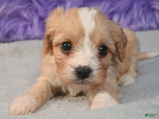 Cavapoo dogs for sale: Cavapoo 2 - Ad 1