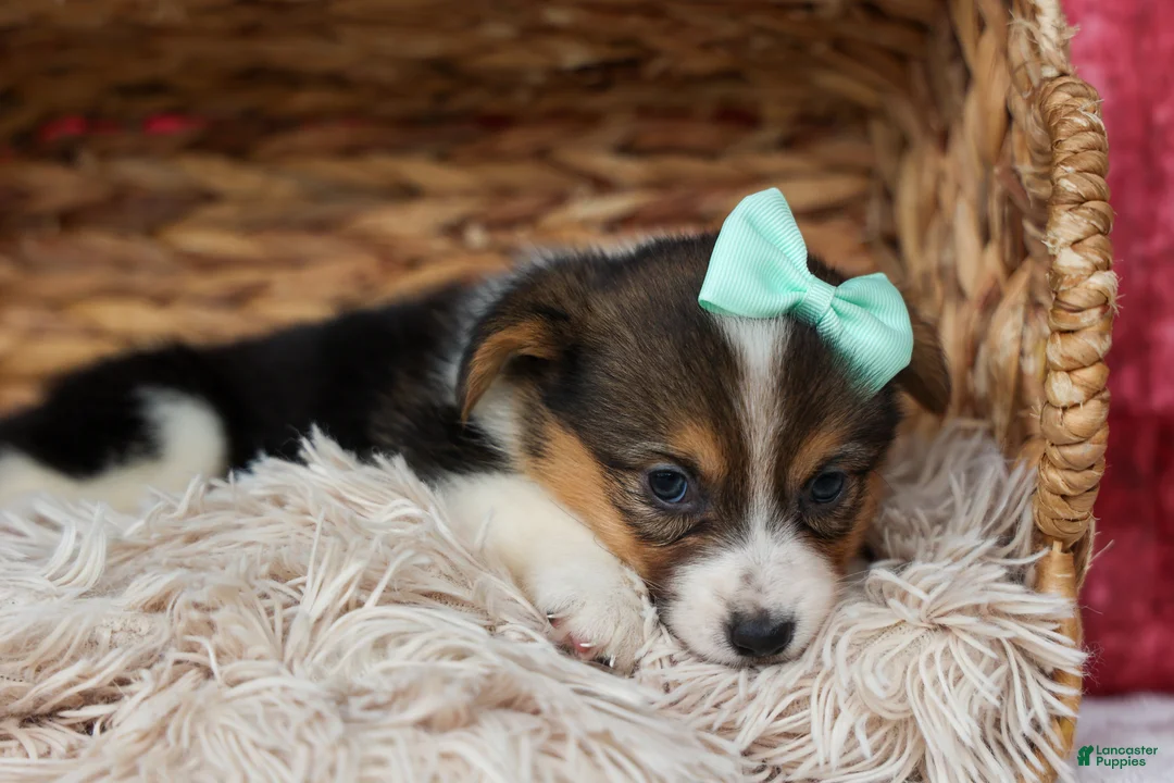 Welsh Corgi Pembroke dogs for sale: Amara🌸 - Ad 1