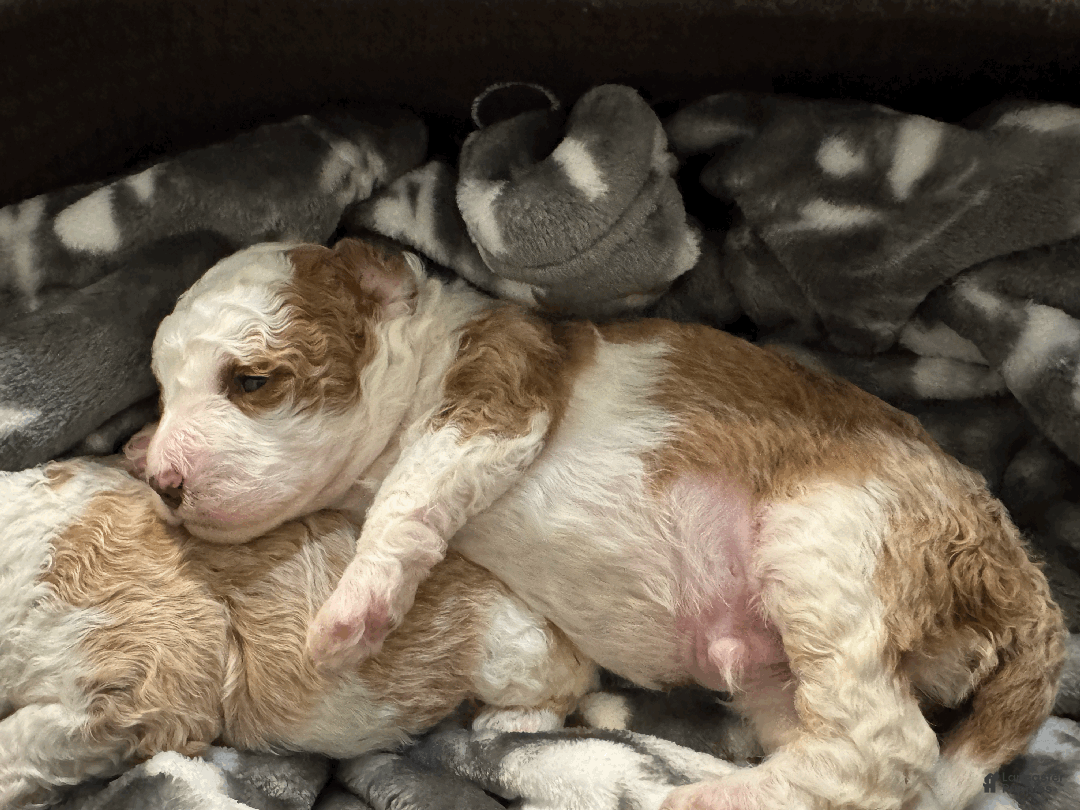 Mini Bernedoodle dogs for sale: Mini Bernedoodle Miracle - Ad 1