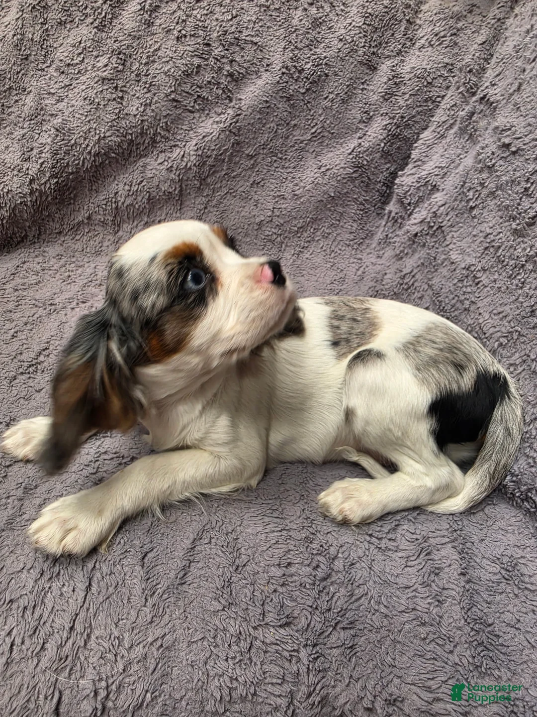 Cavalier King Charles Spaniel dogs for sale: Cavalier King Charles Spaniel 3 - Ad 1