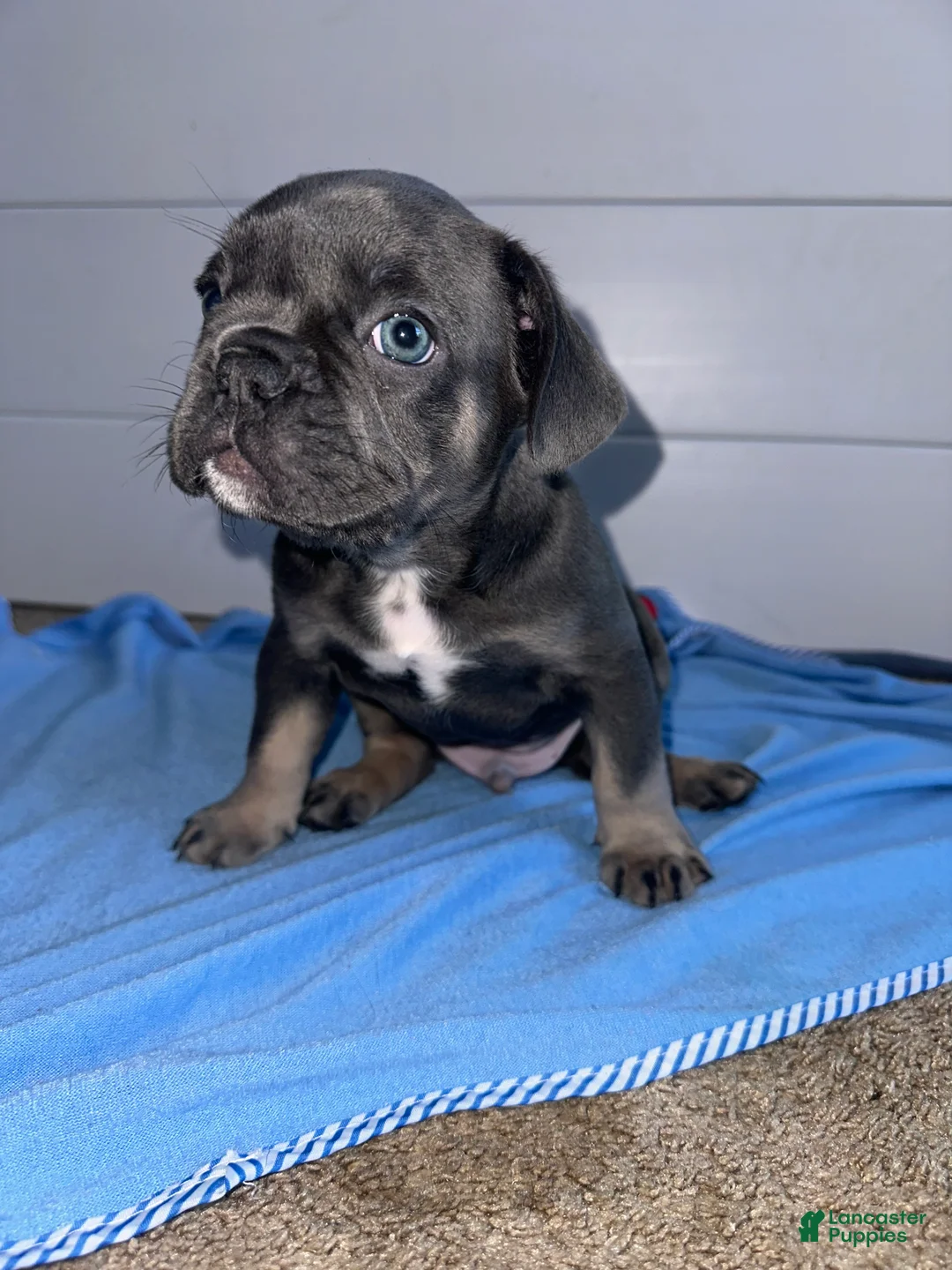 French Bulldog dogs for sale: Smokey - Ad 3