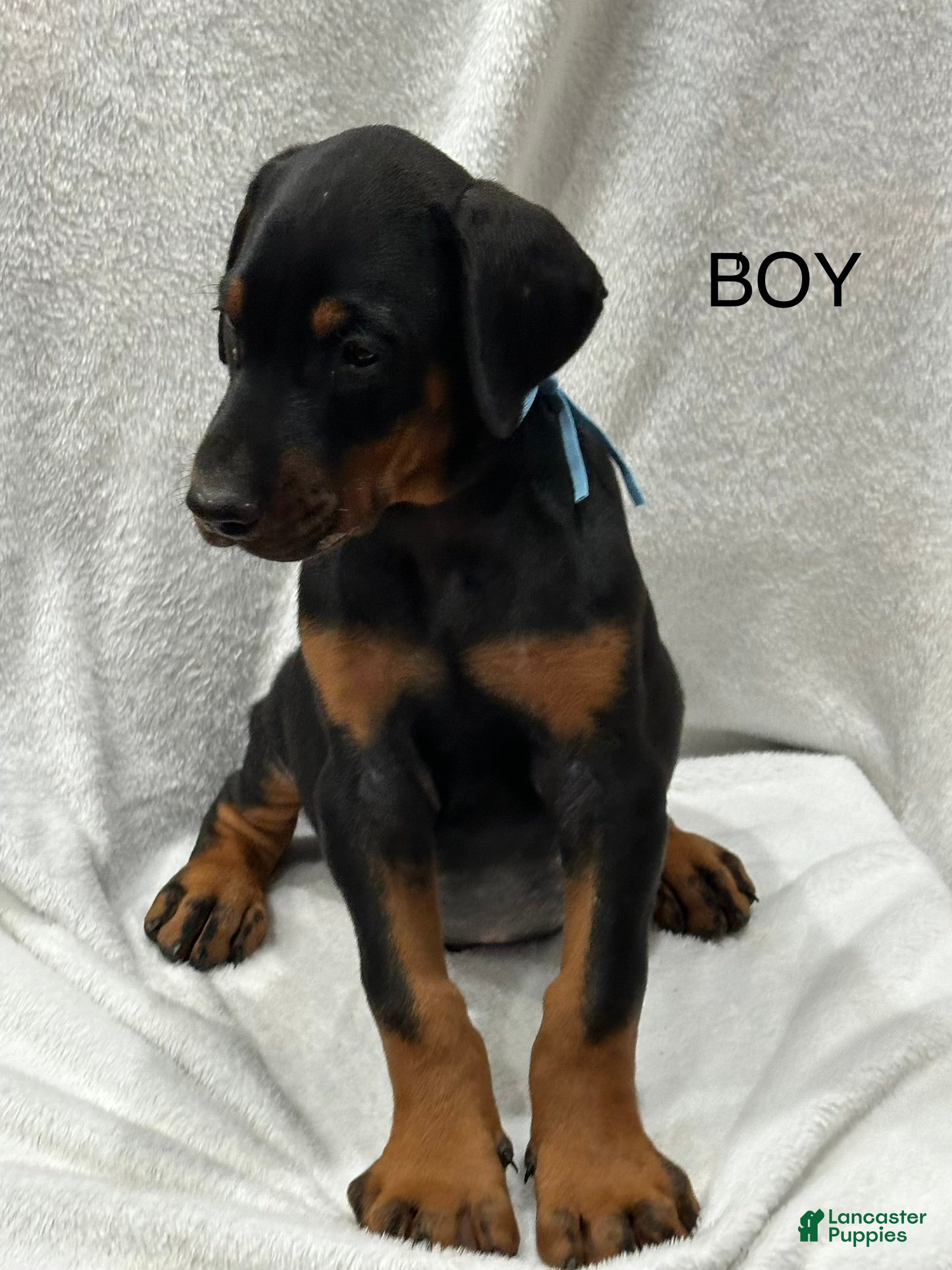 Doberman Pinscher dogs Doberman Pinscher Puppy 2 - Ad 34