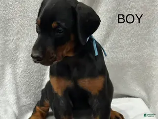 Doberman Pinscher dogs Doberman Pinscher Puppy 2 - Ad 40