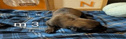 Belgian Malinois dogs for sale: Belgian Malinois Puppy 3 - Ad 4