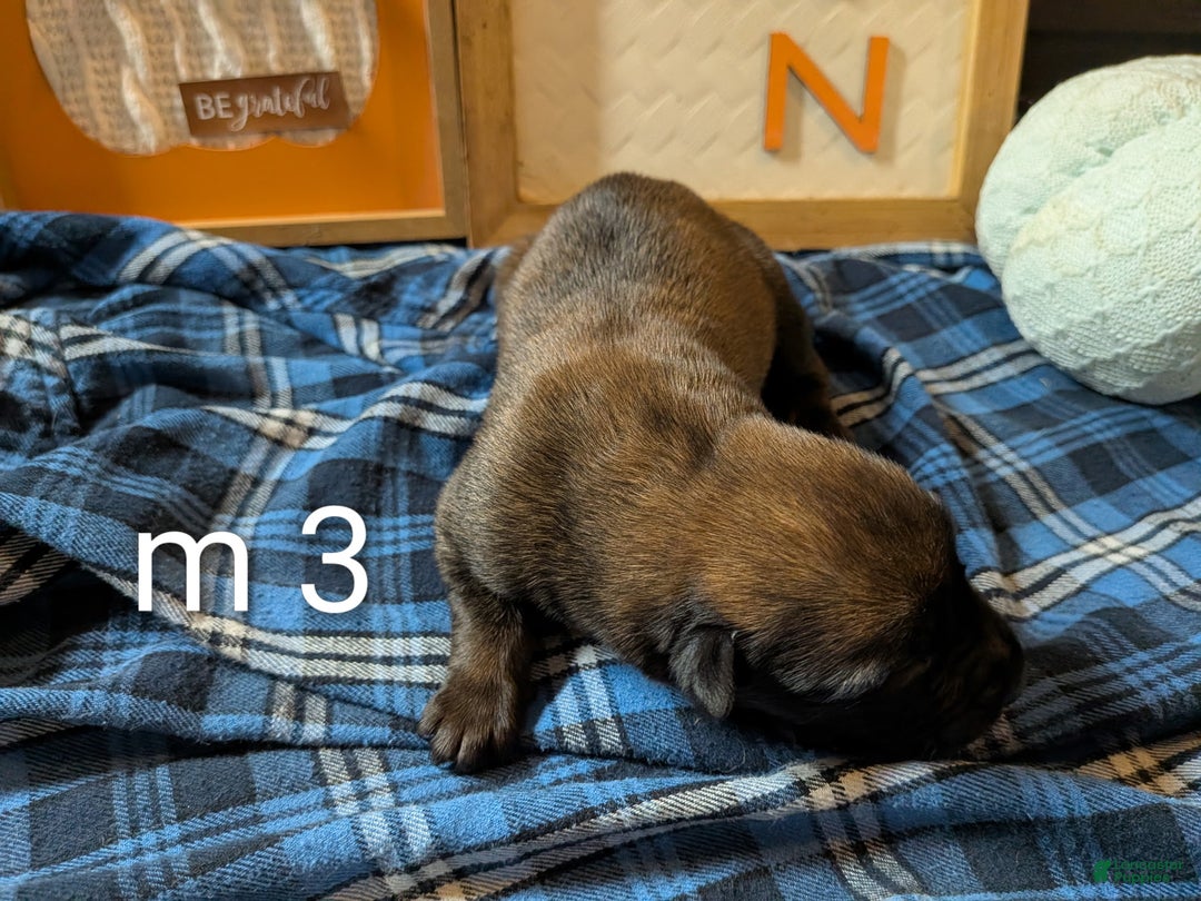 Belgian Malinois dogs for sale: Belgian Malinois Puppy 3 - Ad 4