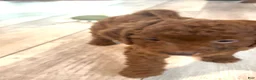 Goldendoodle dogs for sale: Goldendoodle 2 Finn - Ad 3