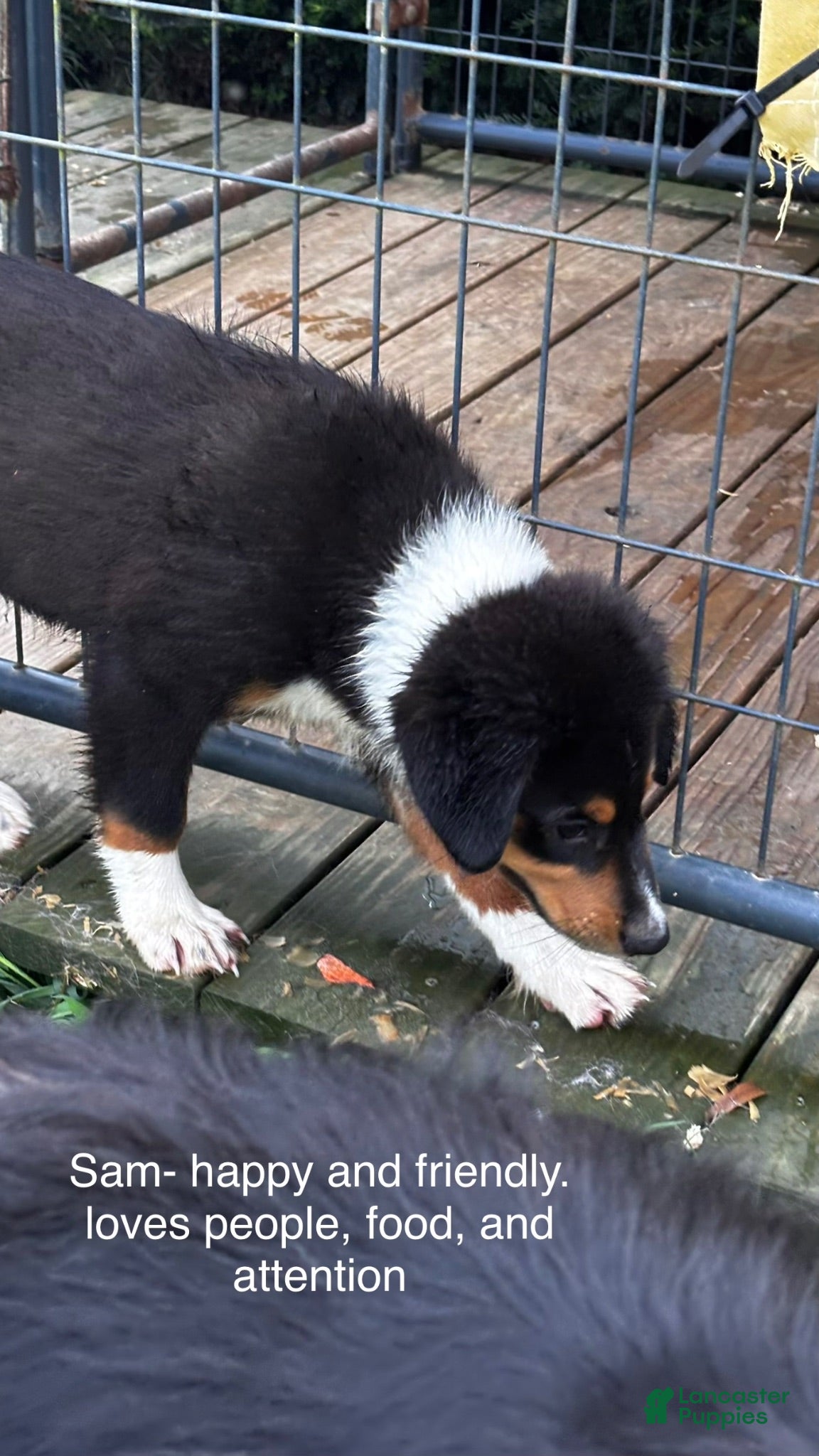 Miniature Australian Shepherd dogs for sale: #9 Sam - Ad 3