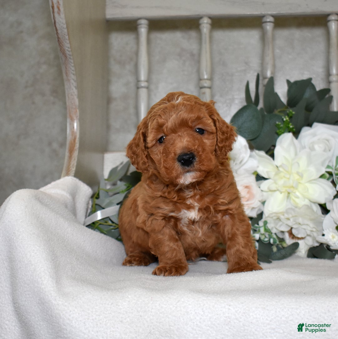 Miniature Poodle dogs for sale: Justin - Ad 2