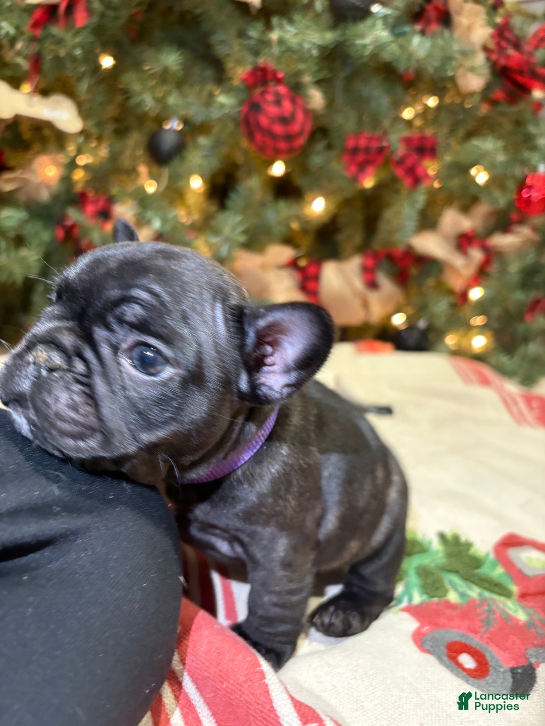 French Bulldog dogs for sale: French Bulldog Puppy 3 (purple collar) tiny - Ad 7