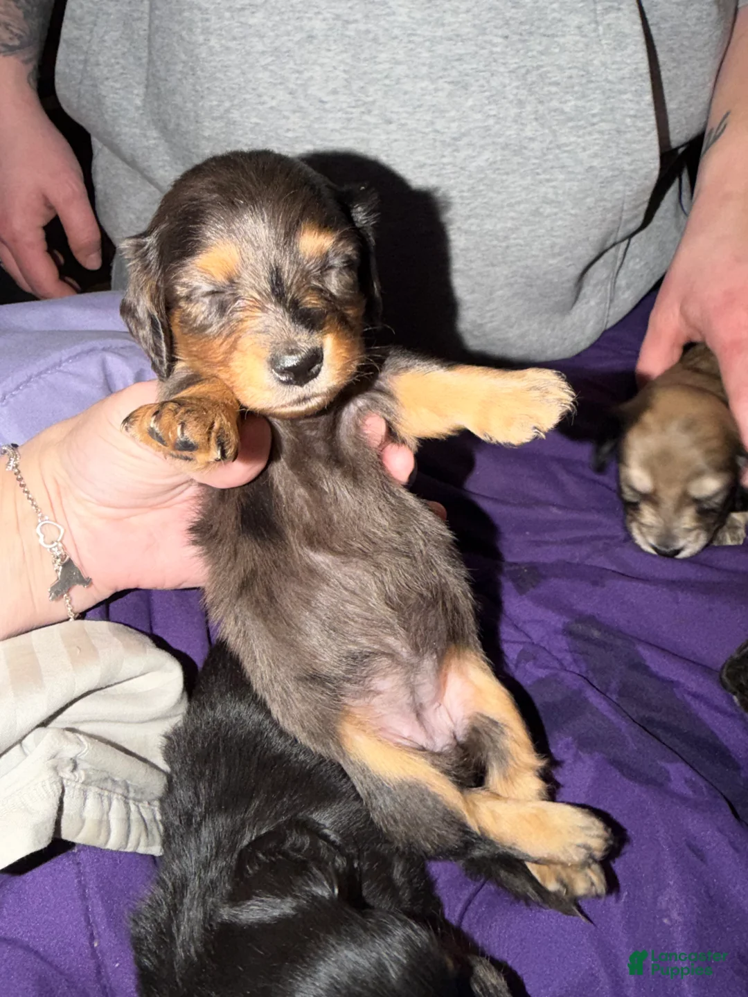Miniature Dachshund dogs for sale: CReam  - Ad 28