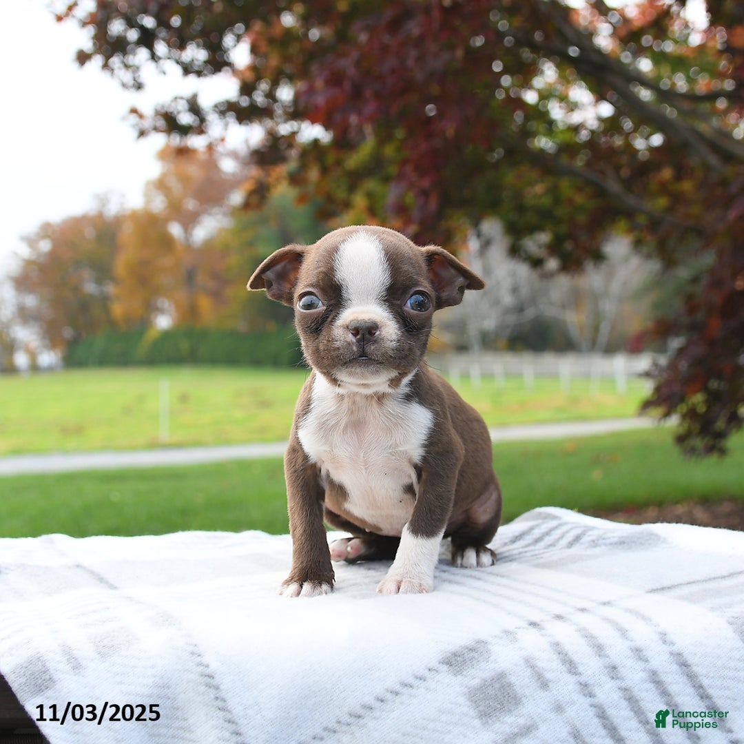 Boston Terrier dogs for sale: Paris - Ad 4