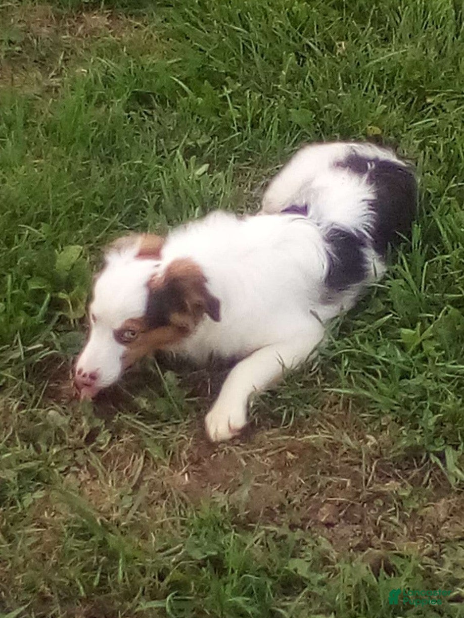 Miniature Australian Shepherd dogs Grace - Ad 2