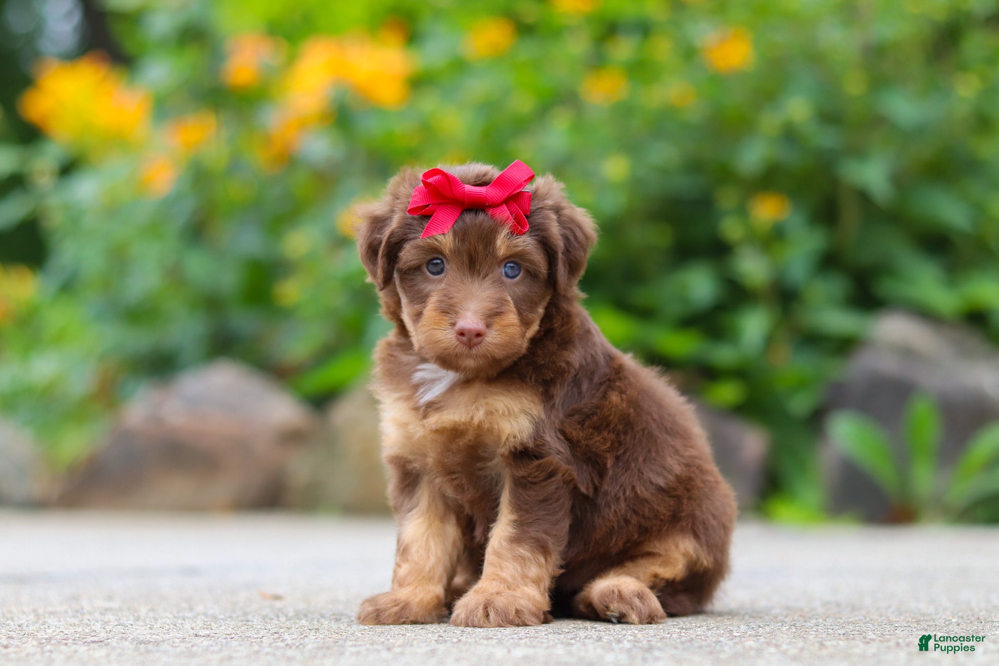 Mini Aussiedoodle dogs Callie - Ad 2