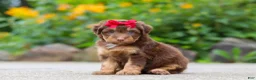Mini Aussiedoodle dogs for sale: Callie - Ad 2