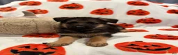 German Shepherd dogs for sale: Anubis - Ad 3
