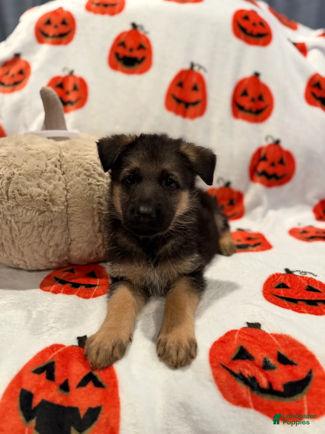 German Shepherd dogs for sale: Anubis - Ad 3