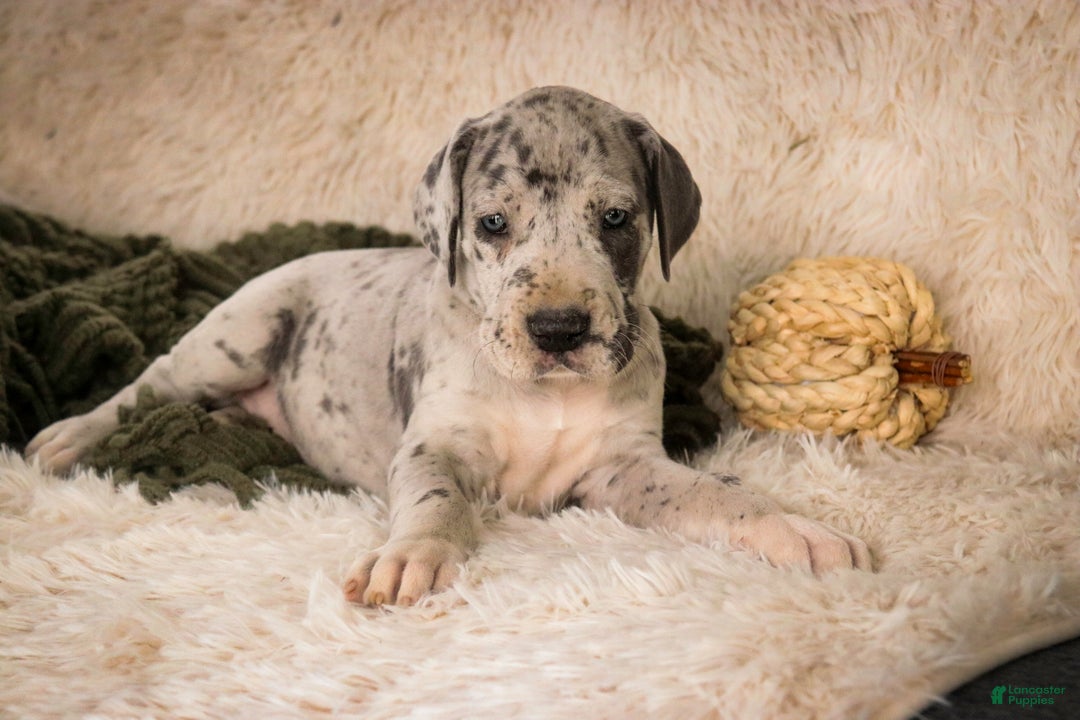 Great Dane dogs for sale: Percy - Ad 6