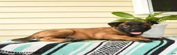 Belgian Malinois dogs for sale: Baraka - Ad 3