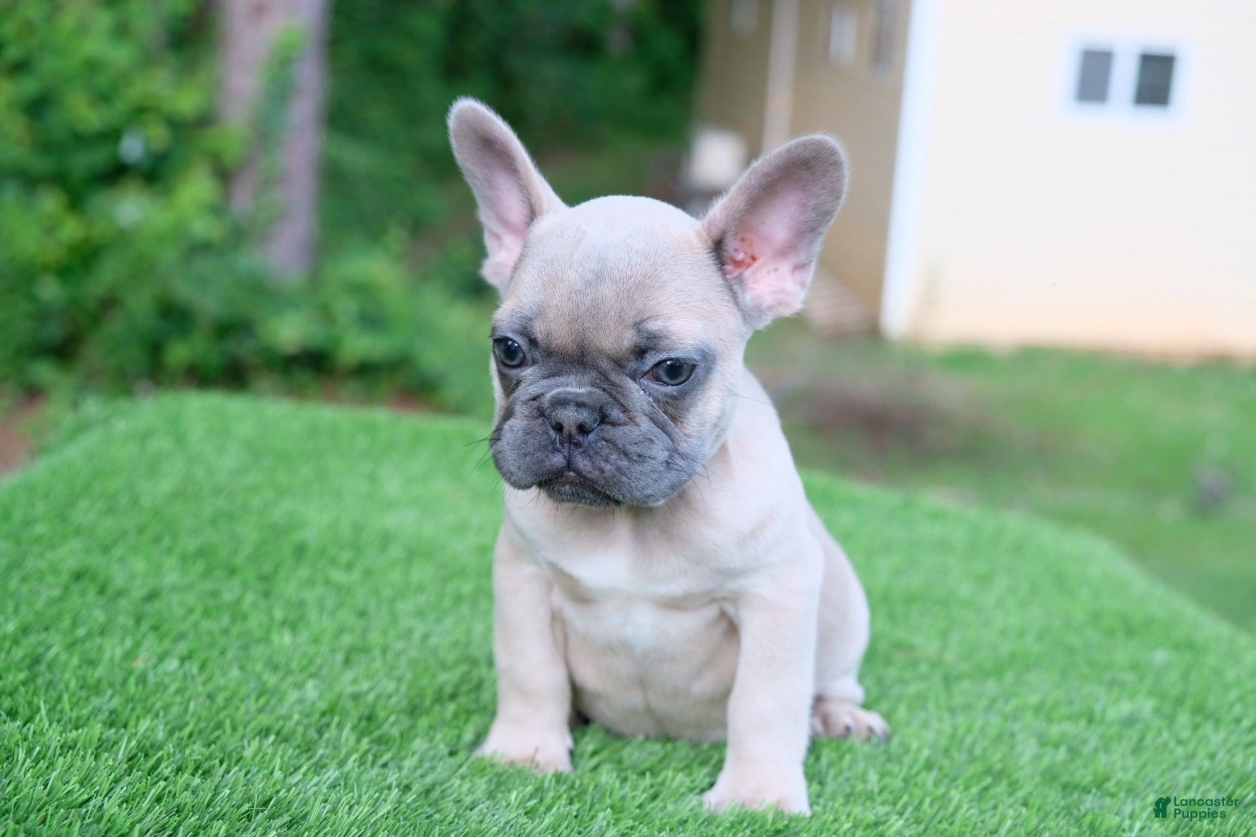 French Bulldog dogs French Bulldog 1 - Ad 1