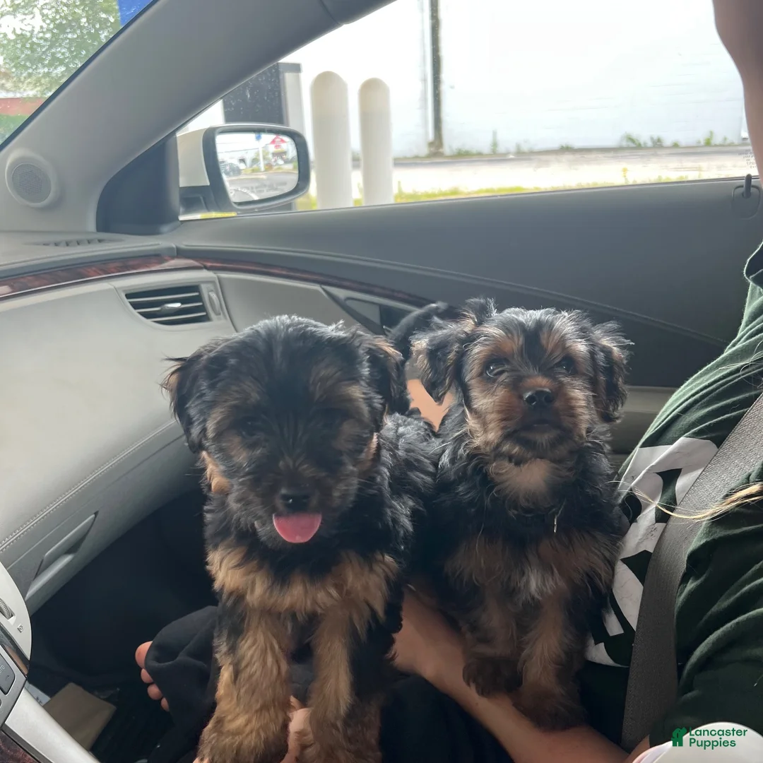 Yorkshire Terrier dogs for sale: Yorkshire Terrier 2 - Ad 2