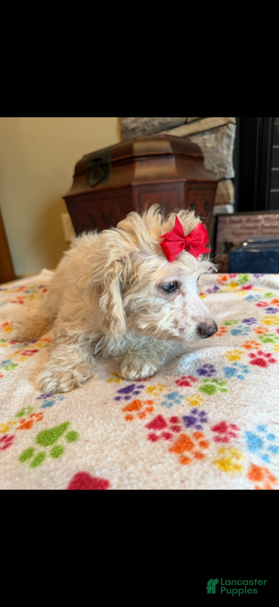 Miniature Poodle dogs Mia - Ad 1