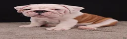 English Bulldog dogs for sale: Hank - Ad 17