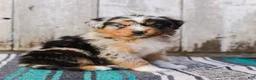 Australian Shepherd dogs for sale: Kayden - Ad 4