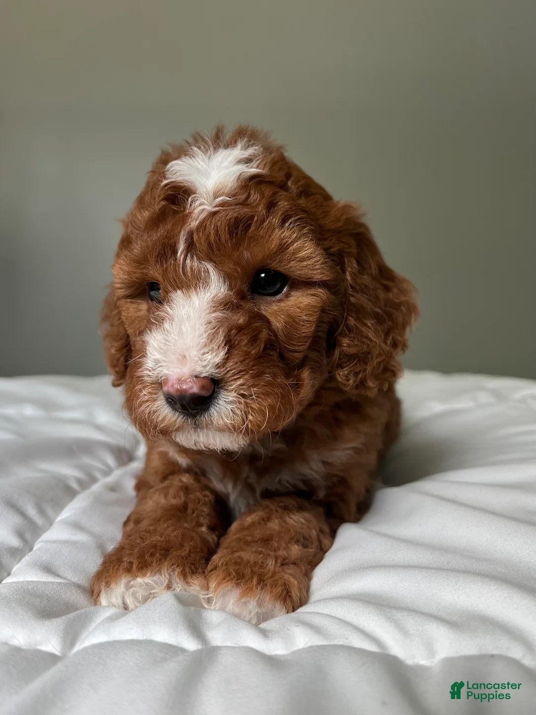 Mini Goldendoodle dogs for sale: Mini Goldendoodle Puppy 1 - Ad 2