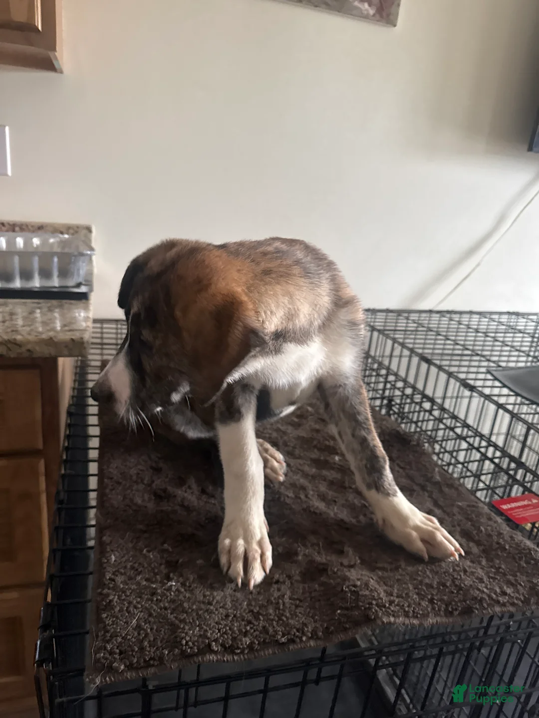 Mixed Breed dogs for sale:  Tank - Ad 8