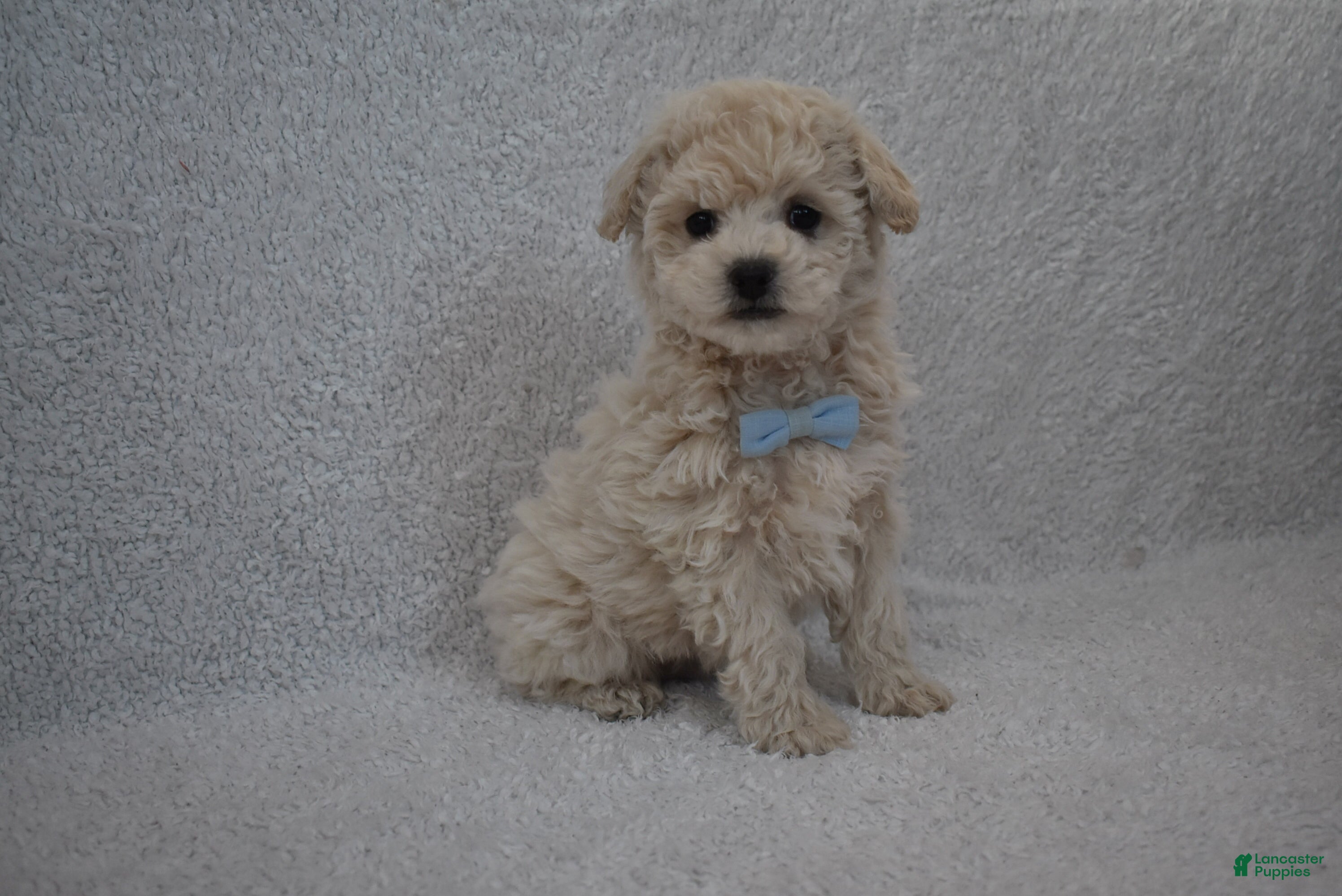 Mixed Breed dogs Teddy  - Ad 38