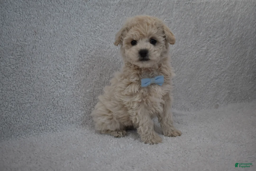 Mixed Breed dogs for sale: Teddy  - Ad 1