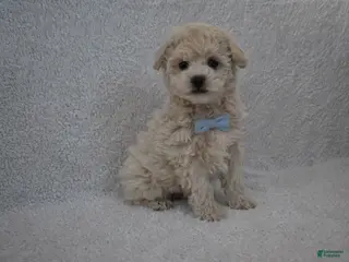 Mixed Breed dogs Teddy - Ad 38