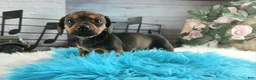 Dachshund dogs for sale: Nationwide delivery. Gloria's darkest boy - Ad 6