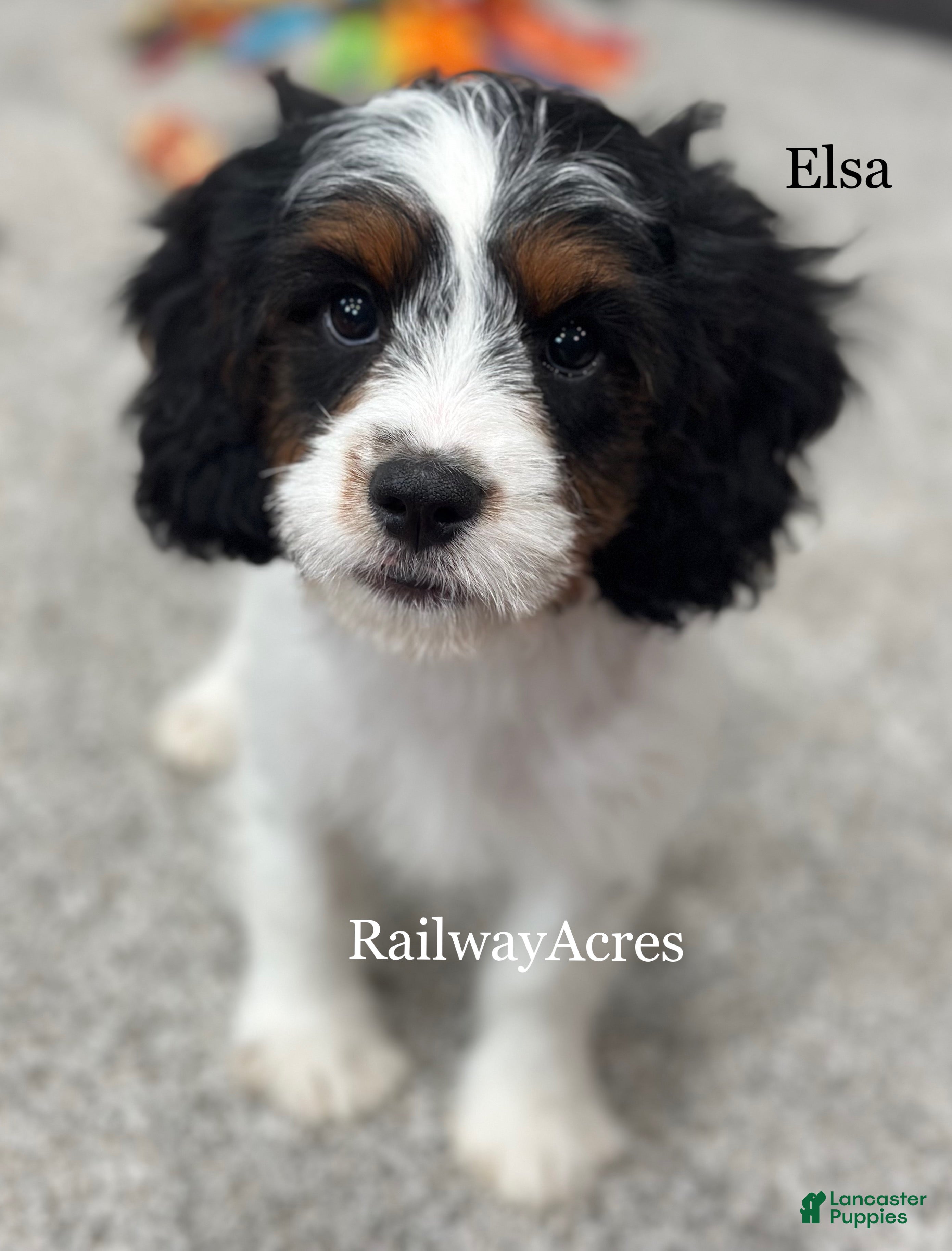 Elsa (Cavapoo, Female) in Milford, IN