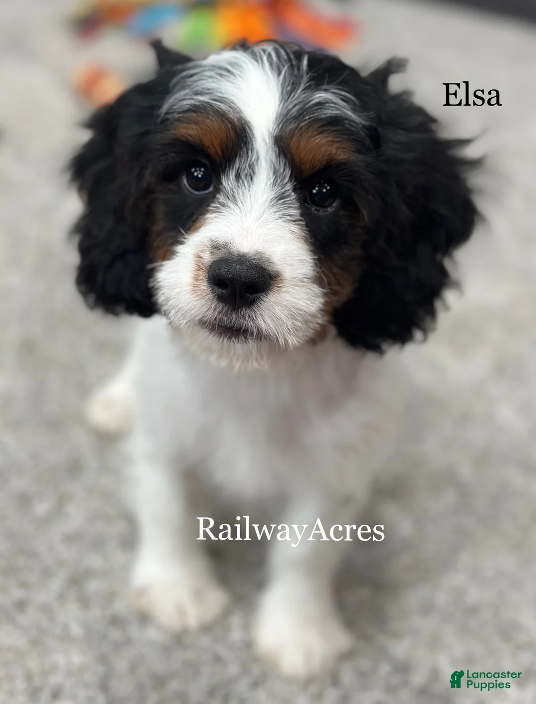 Cavapoo dogs for sale: Elsa - Ad 1