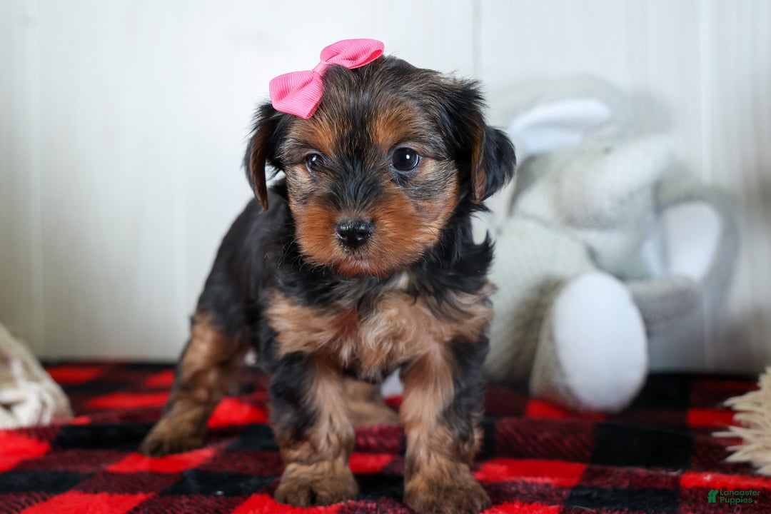 Yorkshire Terrier dogs for sale: CASSIE - Ad 13