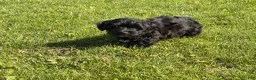 Shorkie dogs for sale: Polo - Ad 1