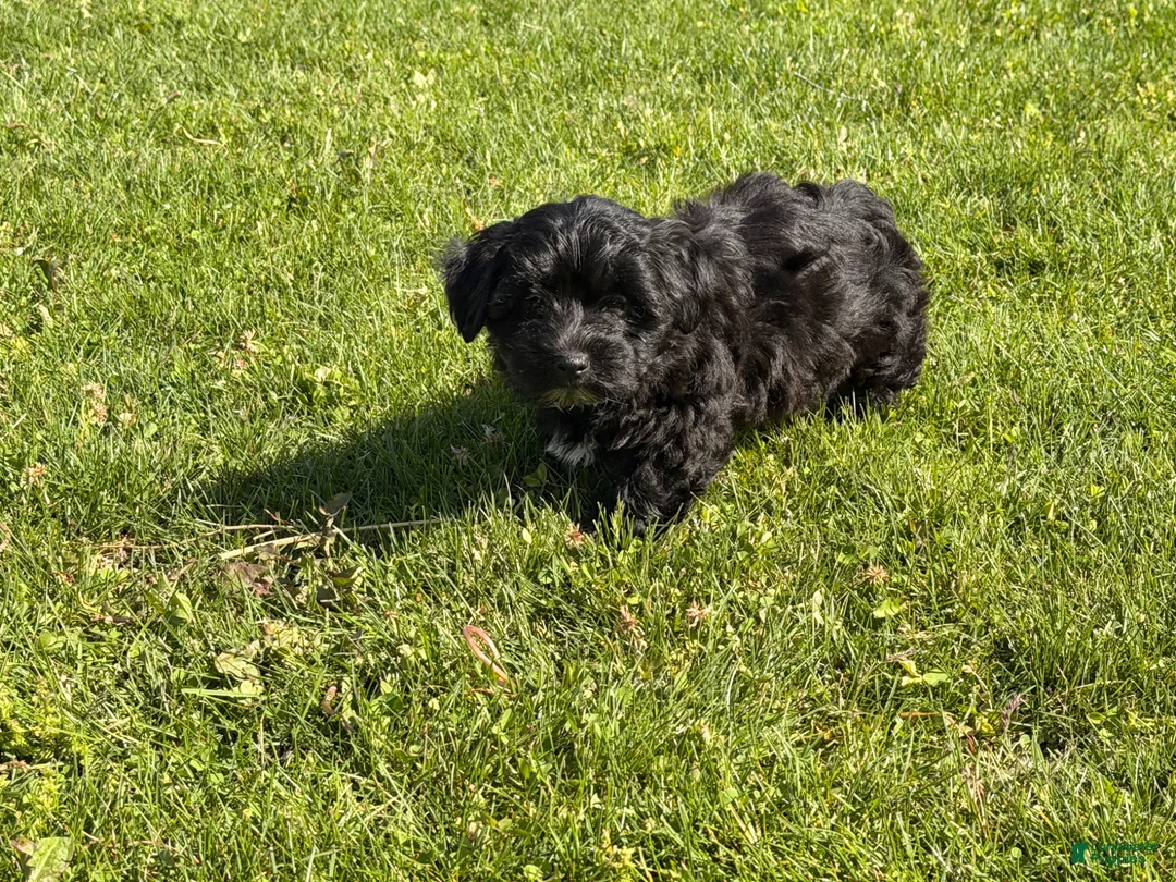 Shorkie dogs for sale: Polo - Ad 1