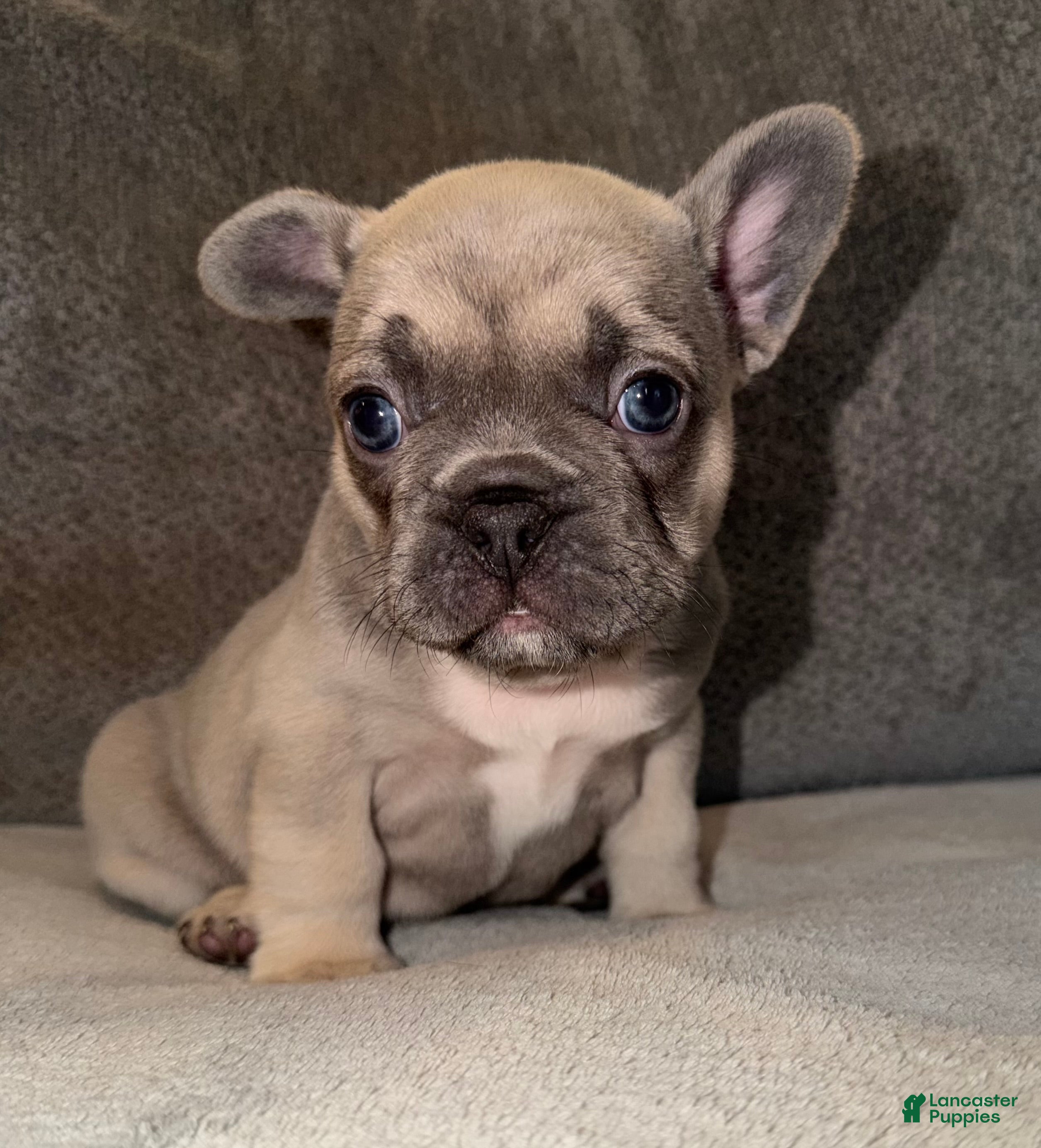 French Bulldog dogs Maybelle - Ad 20