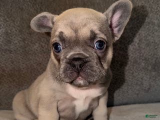 French Bulldog dogs Maybelle - Ad 20