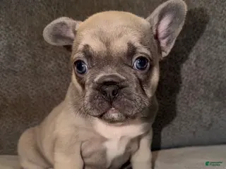 French Bulldog dogs Maybelle - Ad 32