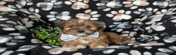 Shihpoo dogs for sale: Gabriel - Ad 6