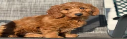 Mini Goldendoodle dogs for sale: Mini Goldendoodle 3 - Ad 2