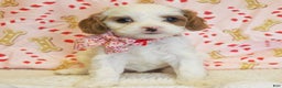 Cavapoo dogs for sale: Peppermint - Ad 4