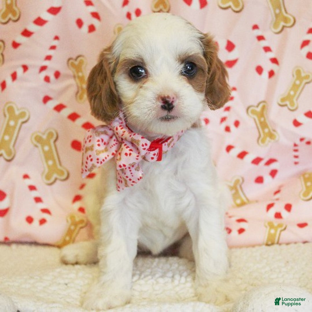 Cavapoo dogs for sale: Peppermint - Ad 4