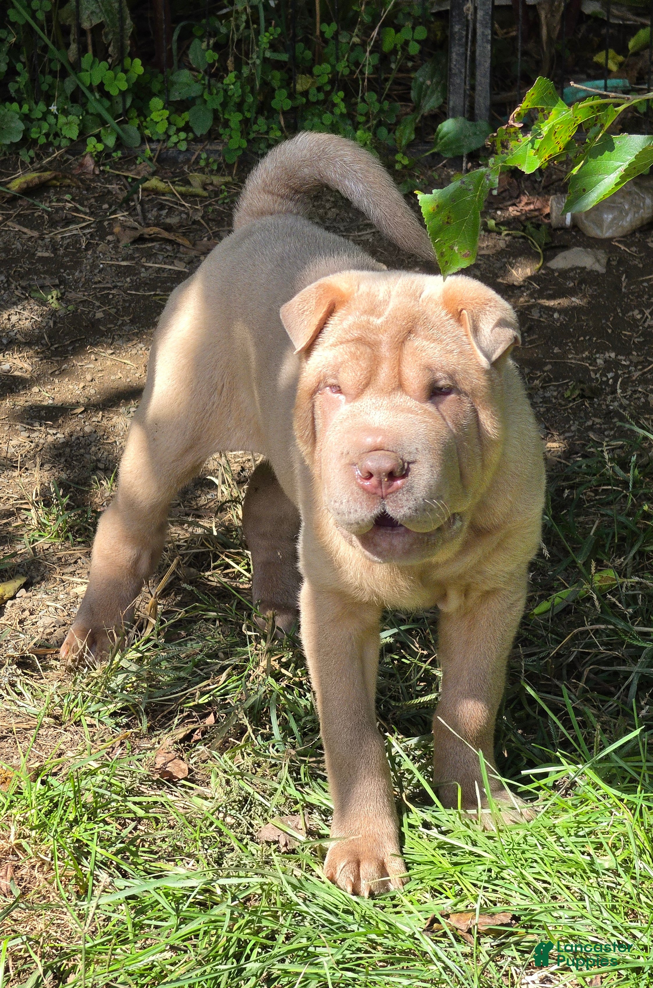 Larry, Shar Pei