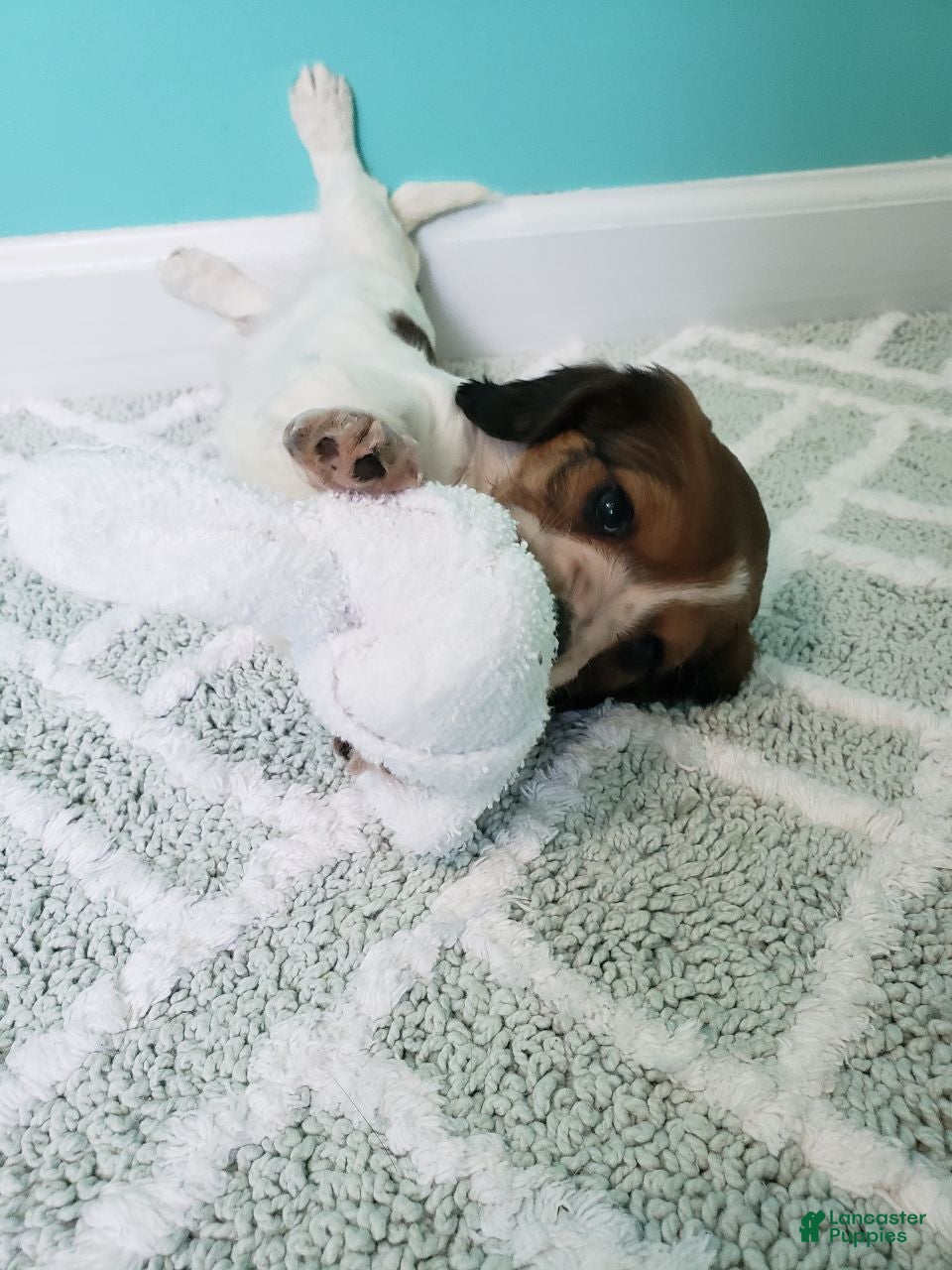 Miniature Dachshund dogs Rylan - Ad 2