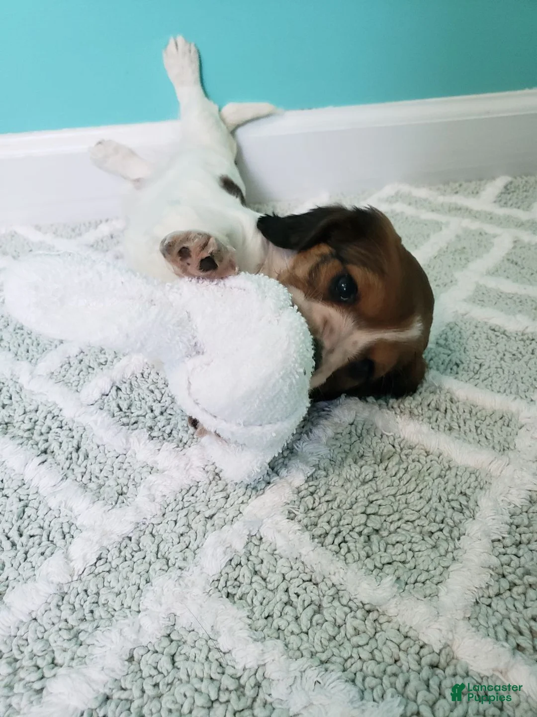 Miniature Dachshund dogs for sale: Rylan - Ad 7